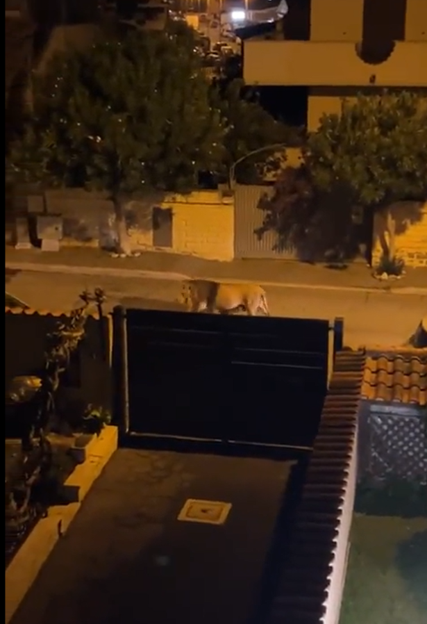 獅子在羅馬附近一小城漫步。(互聯網)