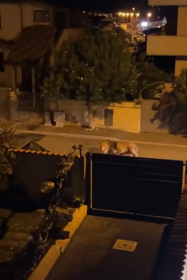 獅子在羅馬附近一小城漫步。(互聯網)