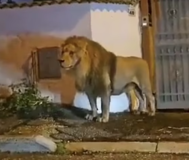 獅子在羅馬附近一小城漫步。(互聯網)