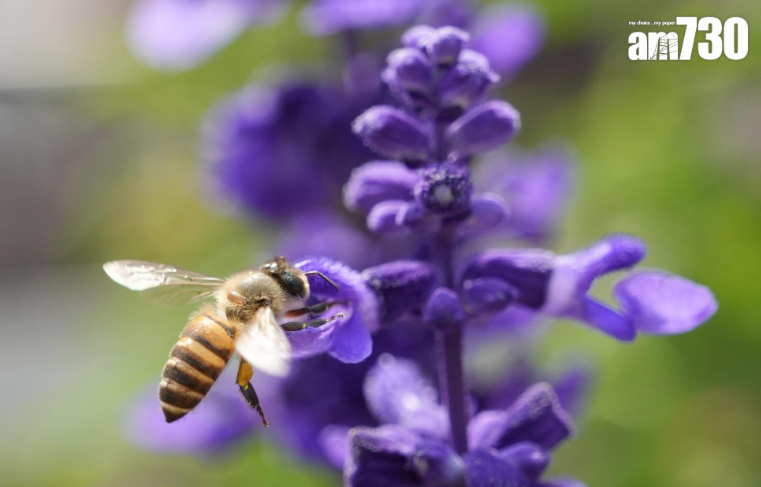 花展2023圖輯(資料圖片)