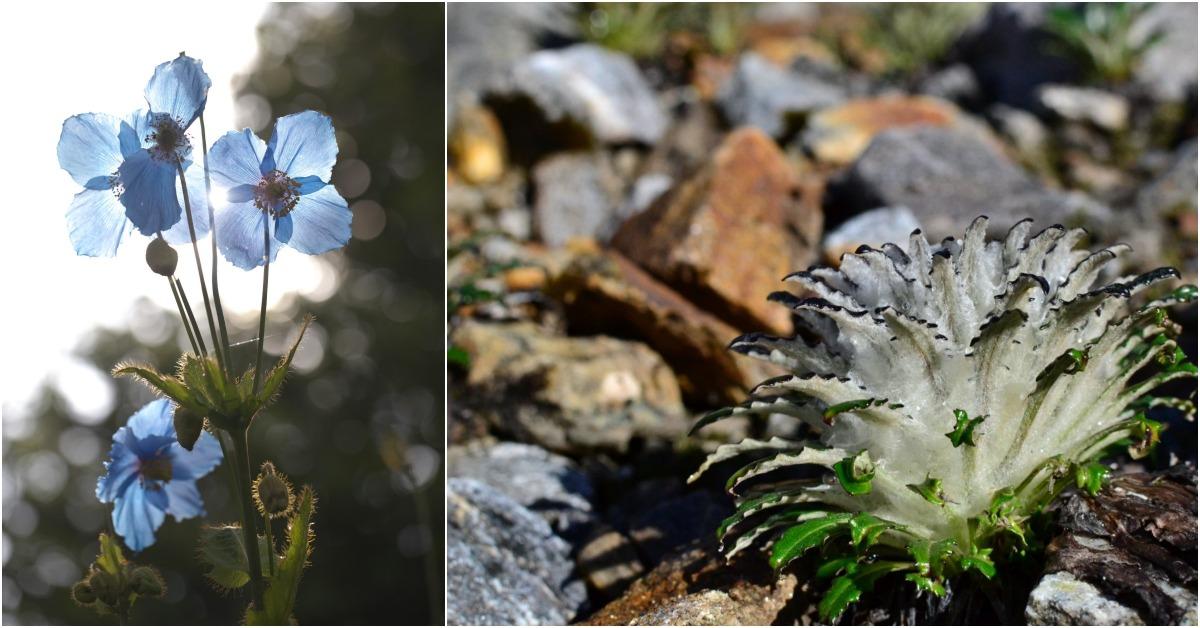 雅魯藏布大峽谷共發現4,000多種植物,圖為瀕危珍稀植物綠絨嵩(左)和雪兔子(右),都生長在海拔3,000米以上的高原地帶。(圖片來源:西藏米林文旅@微博)