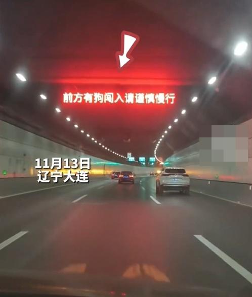 隧道上方的情報板則提示所有用路人「前方有狗闖入,請謹慎慢行」。(微博)