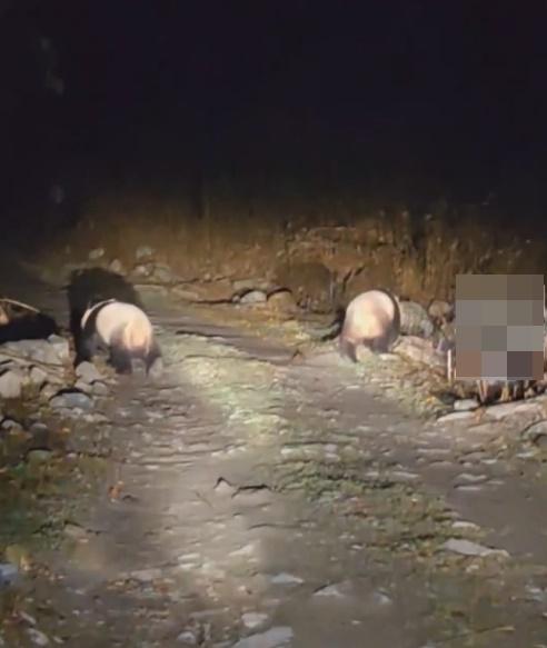 兩隻大熊貓似乎是知道後方有車輛緊跟著自己,聰明得往道路兩側行走「讓路」。(微博)