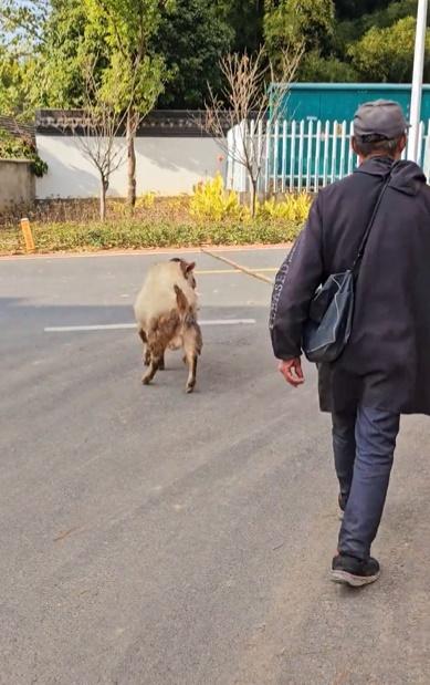 直至遇見一名手持拐杖的老翁,便請老翁幫忙驅起羊咩咩。(微博)