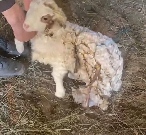 飼主便將已故小羊的皮連毛割下,披在另一隻小羊的身上,並將牠帶去與羊媽媽見面。(微博)