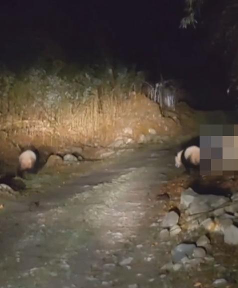 兩隻大熊貓似乎是知道後方有車輛緊跟著自己,聰明得往道路兩側行走「讓路」。(微博)