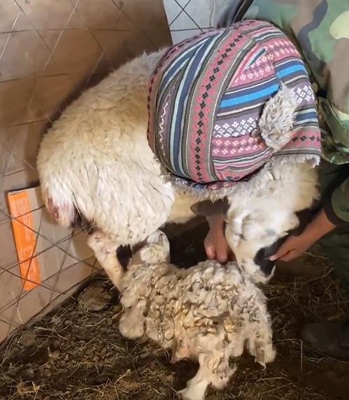 母羊聞到「熟悉的氣味」時,便開始對小羊產生母愛。(微博)