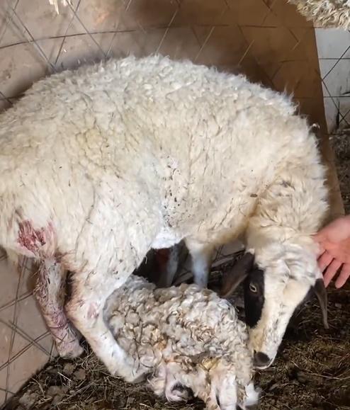 母羊聞到「熟悉的氣味」時,便開始對小羊產生母愛。(微博)