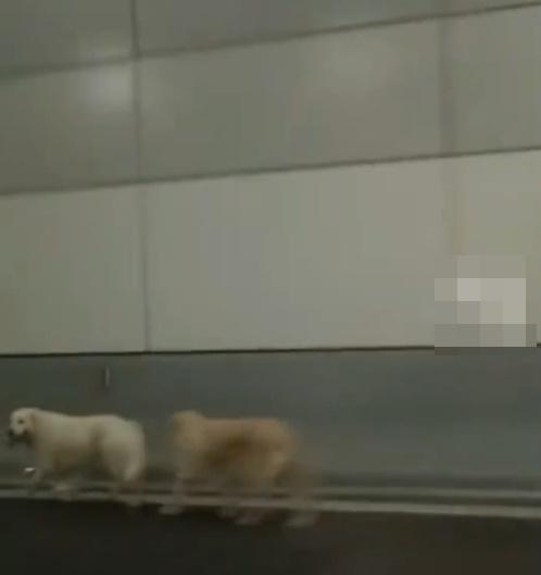 不遠處見有工程車正亮著黃色警示燈,工程車正正在牠們後方保持車距,慢駛護送。(微博)