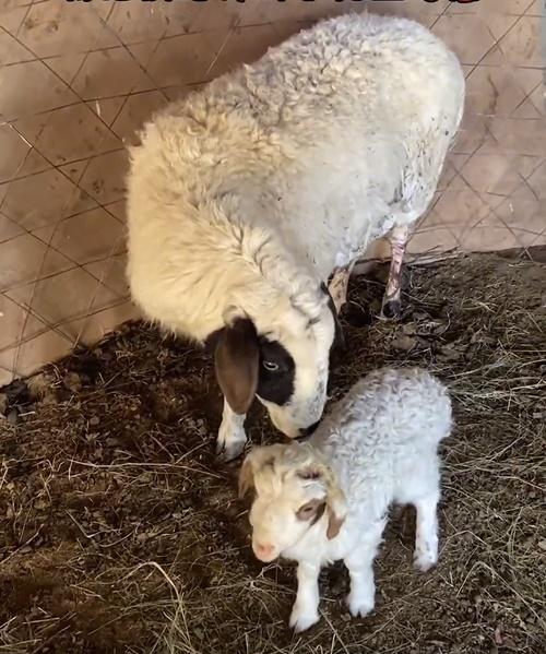牠們之間自此產生連結,並成為互相療癒的心靈伴侶。(微博)
