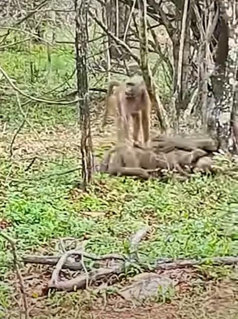 多隻成年狐獴聚集一起,一隻疊一隻,堆成一團巨大的毛球,將所有小狐獴圍在中間。(YouTube)