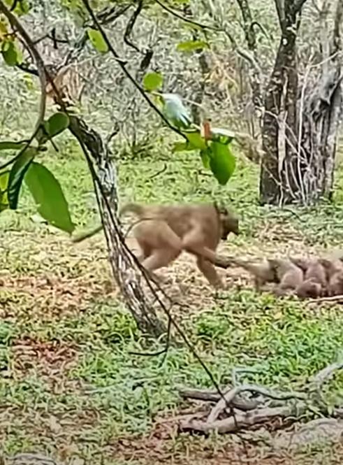 毛球最外圍的狐獴相當驍勇善戰,不斷以靈活的身手不斷彈出彈入,出拳攻擊狒狒。(YouTube)