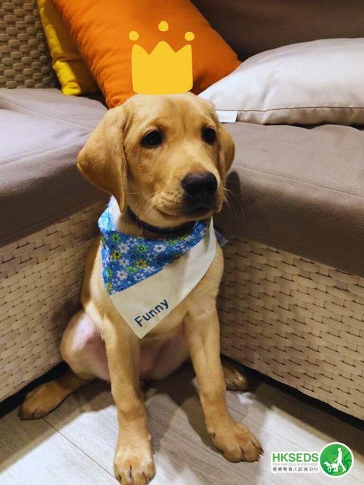 Funny小時候相片。(香港導盲犬服務中心@FB)