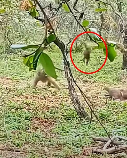 狒狒起初都不將牠們放在眼中,一手抓住想攻擊自己的狐獴尾巴就掟出去。(YouTube)