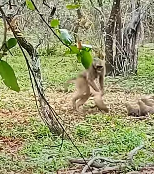 狐獴人多勢眾,實施車輪攻擊,一波又一波的出擊。(YouTube)