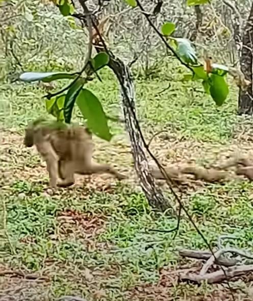 狐獴人多勢眾,實施車輪攻擊,一波又一波的出擊。(YouTube)