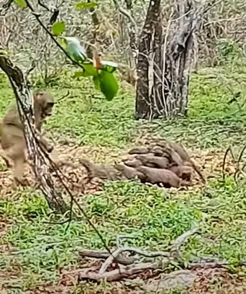 多隻成年狐獴聚集一起,一隻疊一隻,堆成一團巨大的毛球,將所有小狐獴圍在中間。(YouTube)