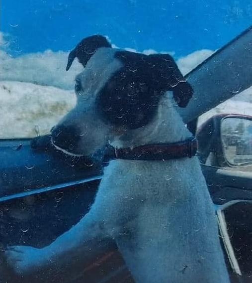 Rich Moore的愛犬Finney伴屍2個月。(X)