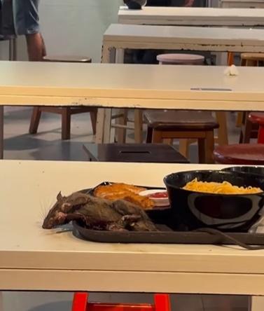 老鼠起初牠動也不動,四周食客也未有為意。(FB)