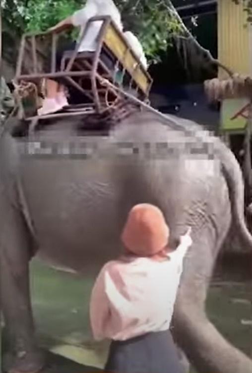 女遊客見一隻大象載著遊客走過,竟一時興起衝過起伸手去戳大象的屁股。(YouTube)