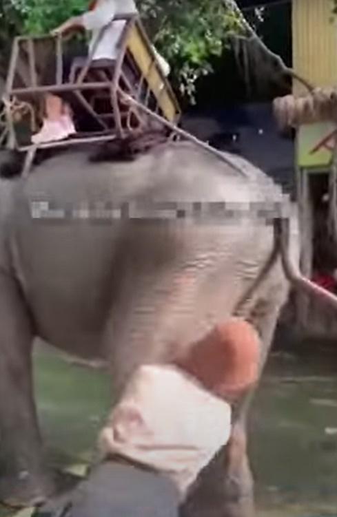 詎料正賣勞力的大象似乎不滿被人騷擾,隨即抬腿一腳將那女子踢開警告。(YouTube)