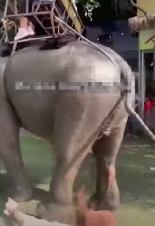 雖然大象並無沒用太大力,亦足以令女子飛開倒地。(YouTube)