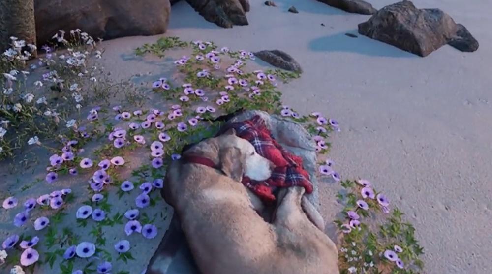沙灘上一處長滿小草與小花,而Sam則蜷縮在小花上安詳地睡覺,陪伴著主人讓夕陽照耀。(X)