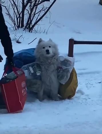 網民形容狗狗抬頭挺胸,似乎只要在婆婆身邊就快樂。(微博)