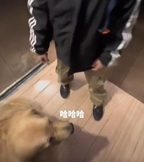 男童聽見飼主說話才知道誤會,便起站起身來。(微博)