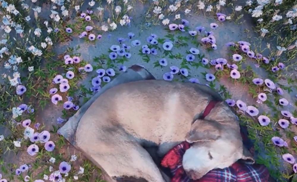 沙灘上一處長滿小草與小花,而Sam則蜷縮在小花上安詳地睡覺,陪伴著主人讓夕陽照耀。(X)