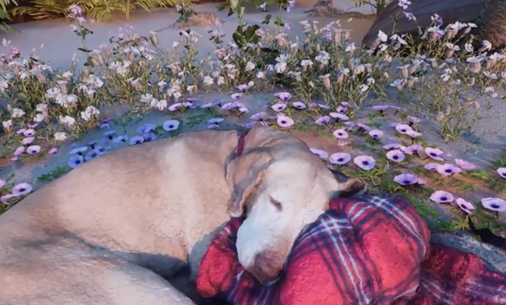沙灘上一處長滿小草與小花,而Sam則蜷縮在小花上安詳地睡覺,陪伴著主人讓夕陽照耀。(X)