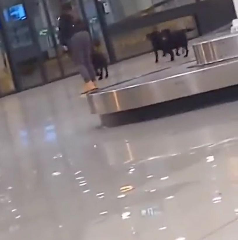 幾隻警犬剛放工,就在大堂裡追波波玩耍。(X)