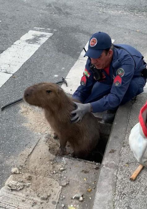 水豚最後終於接受消防員的好意,由消防員半抱半扶著離開。(IG)