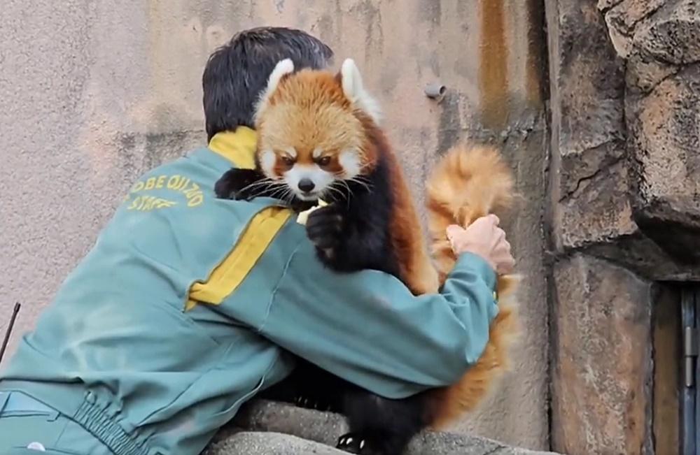 小熊貓「Jazz」,單手拿著蘋果,一邊吃著,一邊靠在保育員肩膀上。(X)