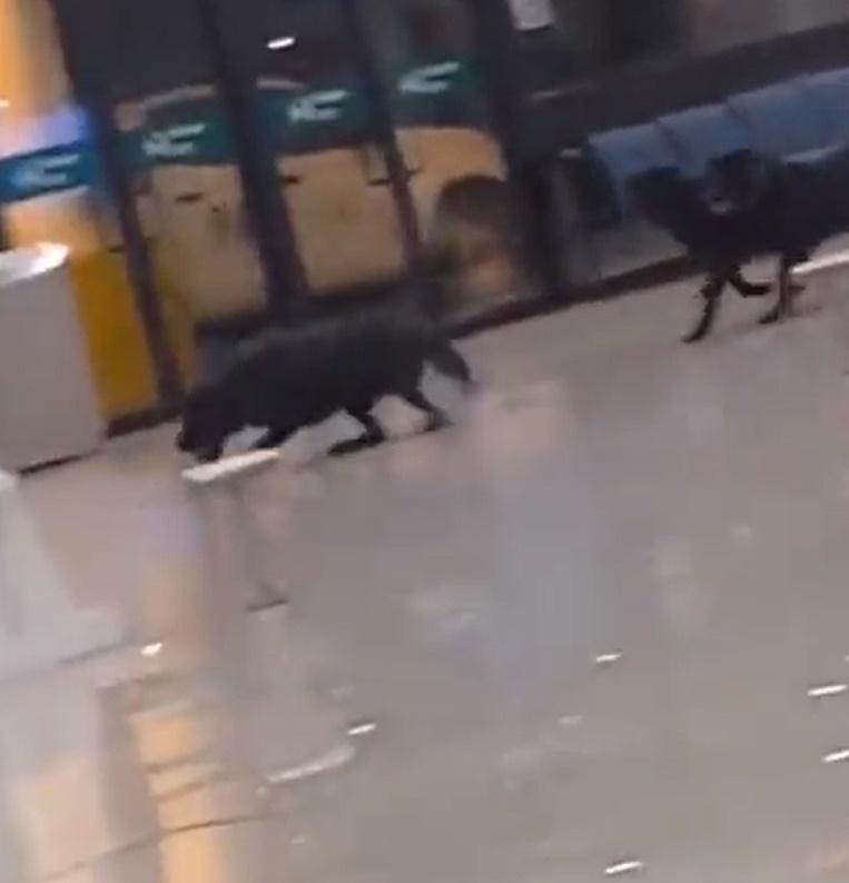 狗狗盡情奔跑的模樣看起來相當天真興奮,更跑到「跣軚」。(X)