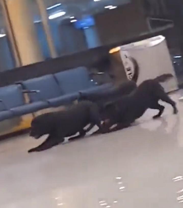 狗狗盡情奔跑的模樣看起來相當天真興奮,更跑到「跣軚」。(X)