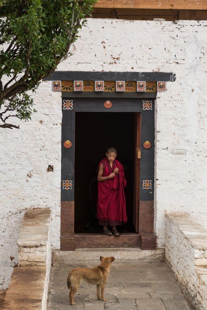 不丹成功為國內逾15萬隻流浪狗結紮並注射狂犬病疫苗,並為3.2萬隻寵物狗植入晶片。(X)