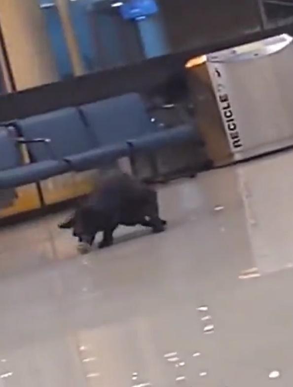 狗狗盡情奔跑的模樣看起來相當天真興奮,更跑到「跣軚」。(X)