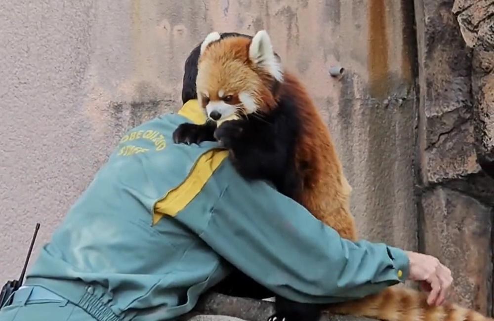 小熊貓「Jazz」,單手拿著蘋果,一邊吃著,一邊靠在保育員肩膀上。(X)