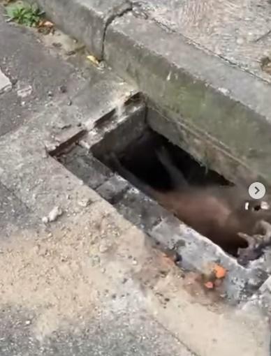 水豚似乎受驚了立即張口作勢要咬,嚇得消防員縮手退開。(IG)