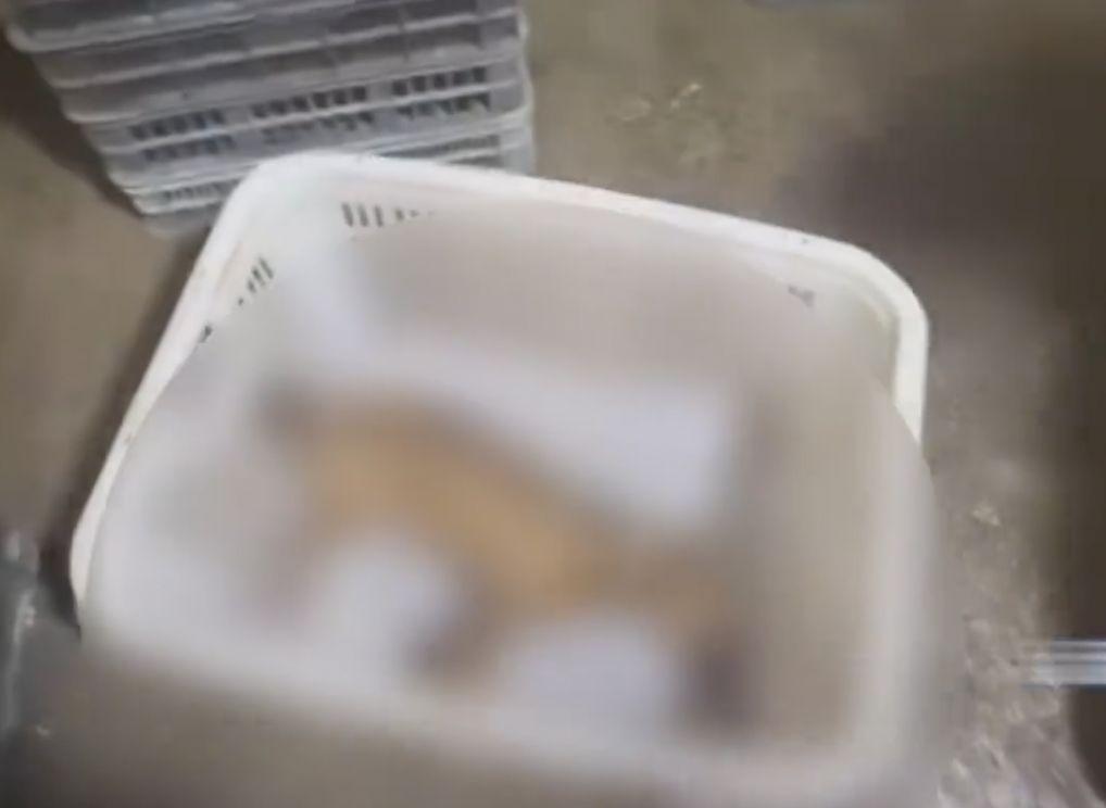 捉狗隊向「宏球水產」支付了150元人民幣的加工費宰殺「猴子」。(微博)