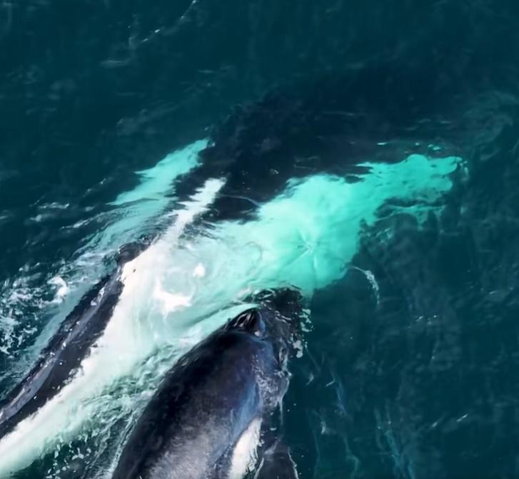 座頭鯨母子似乎離隊迷路,正漫無目的地繞圈。(FB)