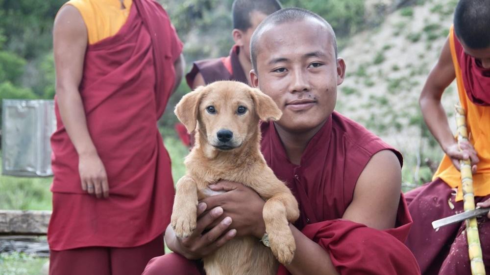 不丹成功為國內逾15萬隻流浪狗結紮並注射狂犬病疫苗,並為3.2萬隻寵物狗植入晶片。(X)