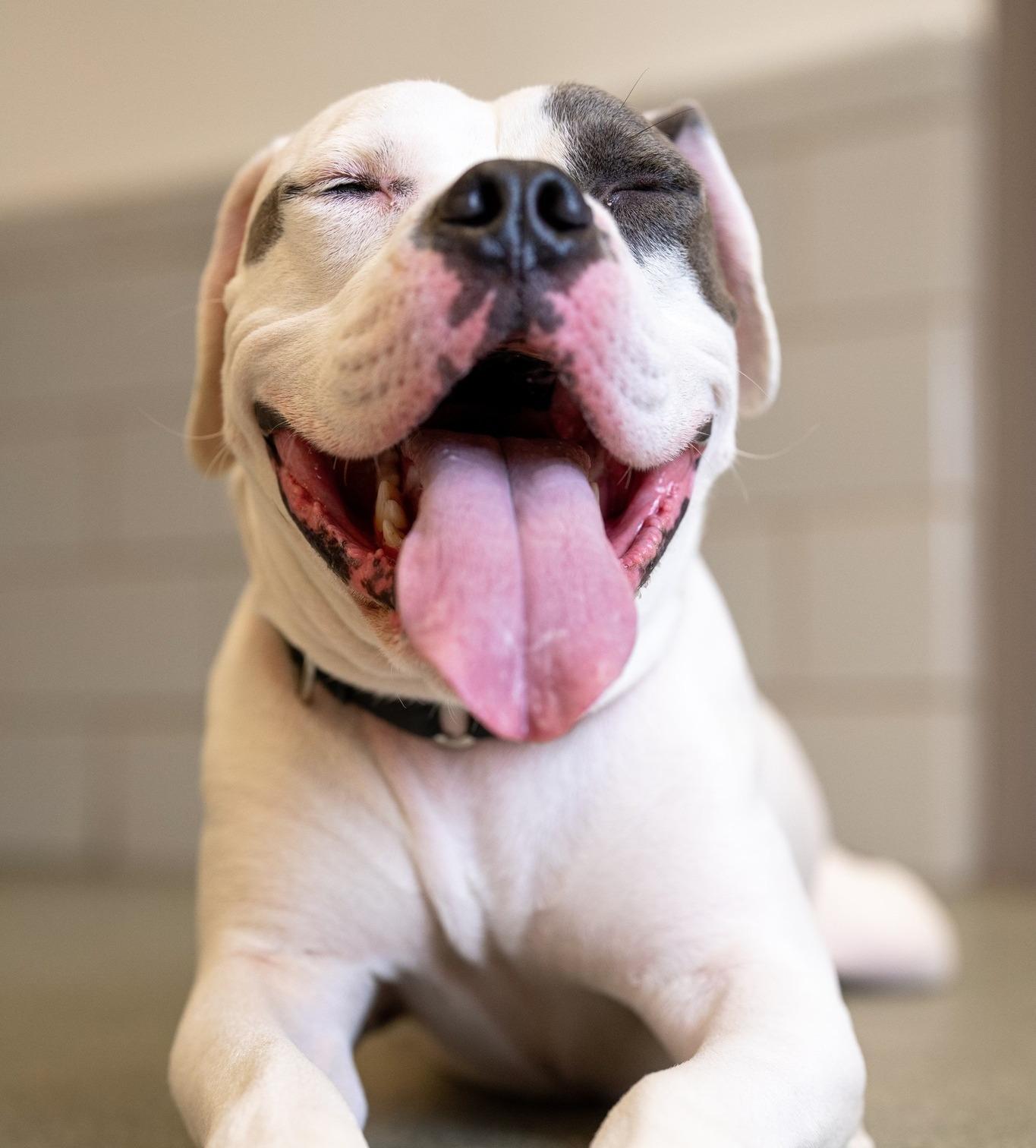 Elvis終於找到永遠的家。(The Anti-Cruelty Society@FB)