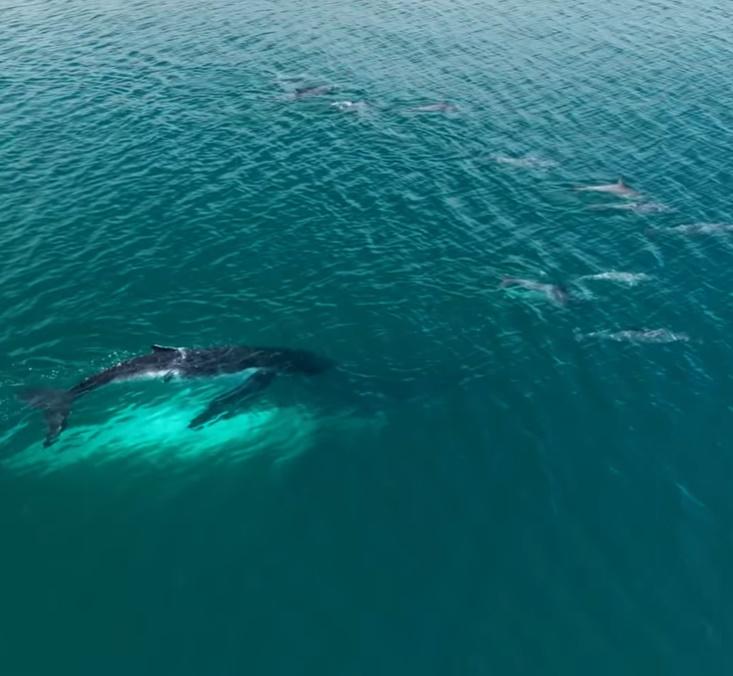 突然有一群海豚出現,並為這對母子帶路。(FB)