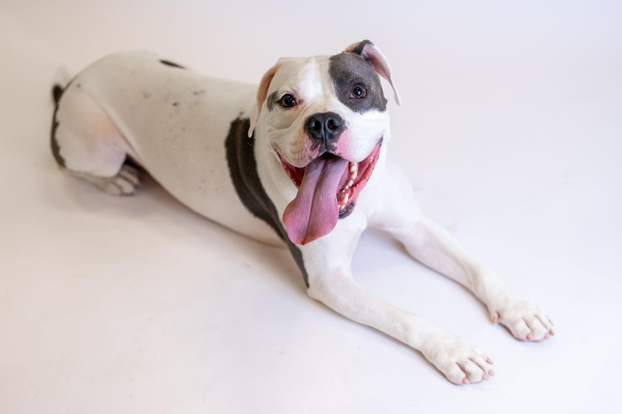 Elvis終於找到永遠的家。(The Anti-Cruelty Society@FB)