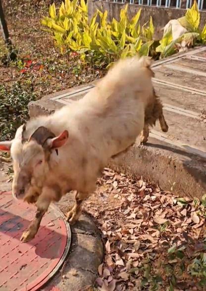 其中一隻羊已氣得七竅生煙,馬上朝著男子撞過去。(微博)