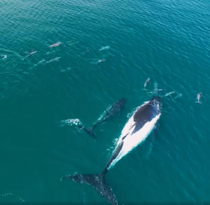 座頭鯨母子被引領至鯨魚每年由西澳海岸前往南極洲的慣常遷徙路線,繼續上路。(FB)