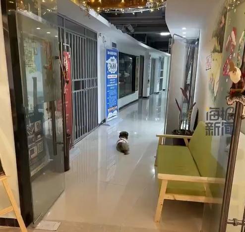 畫室學生的家長均知道「猴子」並非流浪狗,牠被捕時亦穿有牽引背帶。(微博)