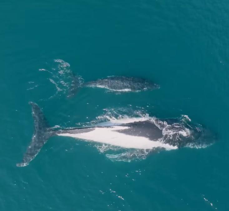 座頭鯨母子被引領至鯨魚每年由西澳海岸前往南極洲的慣常遷徙路線,繼續上路。(FB)